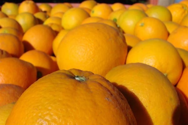 Fresh and Sweet Navel Oranges